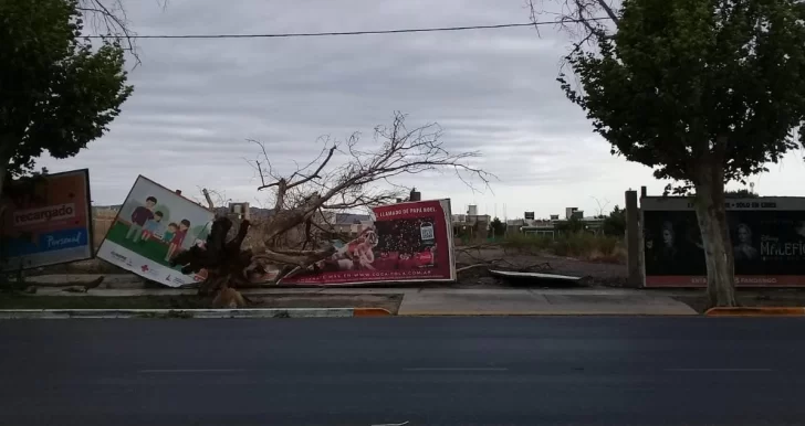 Postes y árboles caídos, así amaneció San Juan tras el ventarrón