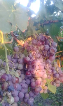 Evalúan los daños que dejó la piedra en uvas y melones