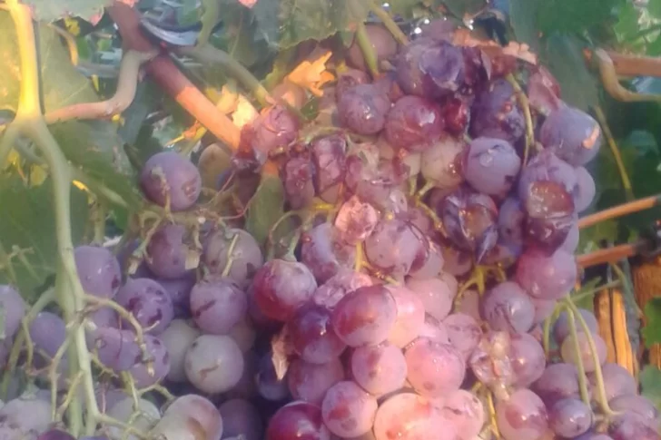 Evalúan los daños que dejó la piedra en uvas y melones