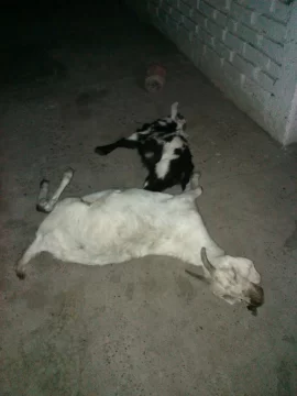 En moto, robaron y mataron dos cabras de una finca En moto, robaron y mataron dos cabras de una finca