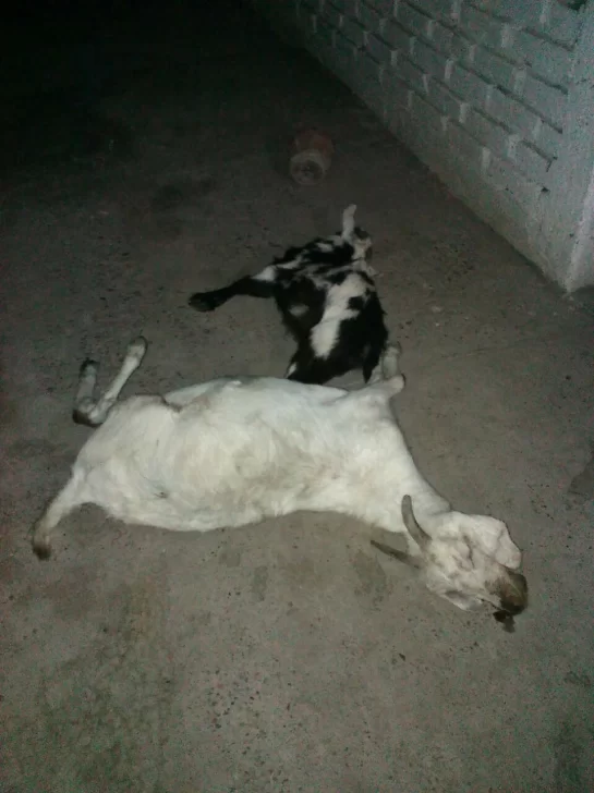 En moto, robaron y mataron dos cabras de una finca En moto, robaron y mataron dos cabras de una finca