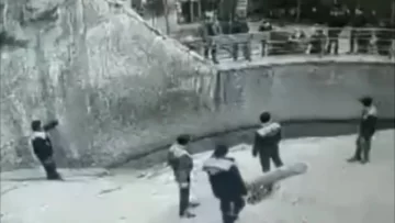 Una mujer arrojó a su hija de tres años a la jaula de un oso Una mujer arrojó a su hija de tres años a la jaula de un oso