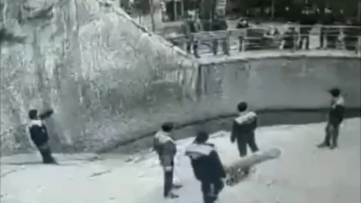 Una mujer arrojó a su hija de tres años a la jaula de un oso Una mujer arrojó a su hija de tres años a la jaula de un oso