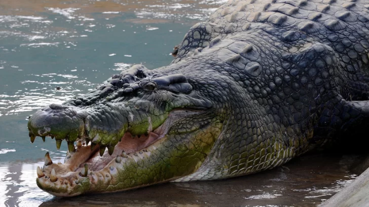 Sacaron el cuerpo de un nene de 8 años del estómago de un cocodrilo de 7 metros