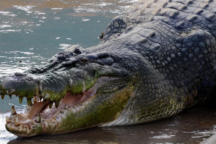 Sacaron el cuerpo de un nene de 8 años del estómago de un cocodrilo de 7 metros