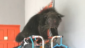 Encontraron un animal similar a un gato y a un oso Encontraron un animal similar a un gato y a un oso