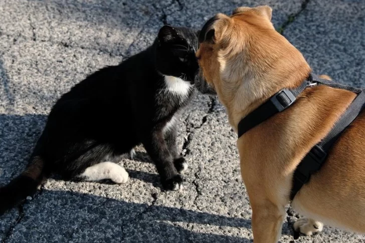 [VIDEO] La entrañable amistad entre un perro y un gato que conmueve a las redes