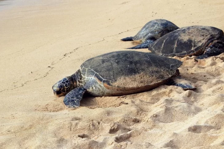 Las redes sociales se conmovieron por los cientos de tortugas que anidan en las playas