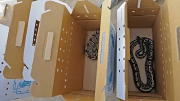 Un joven murió al ser mordido por una de sus 25 serpientes Un joven murió al ser mordido por una de sus 25 serpientes