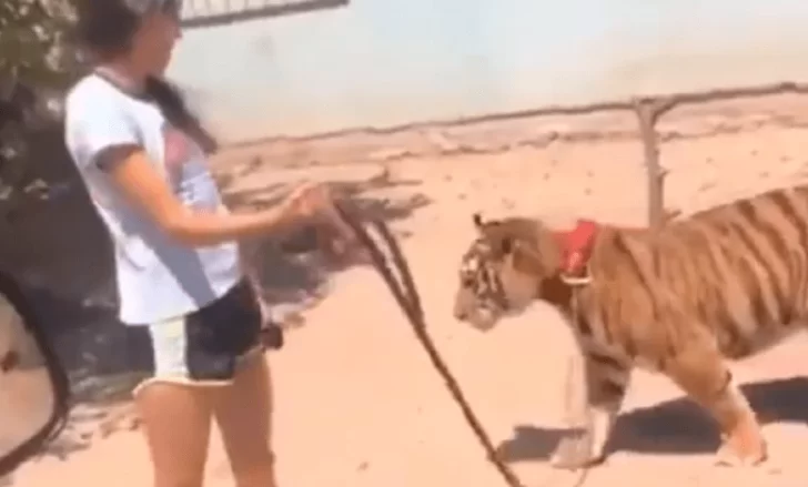 Graban a una joven paseando a un tigre con una correa como si fuera un perro