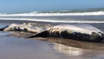Una ballena franca apareció muerta en una playa de Necochea y fue enterrada