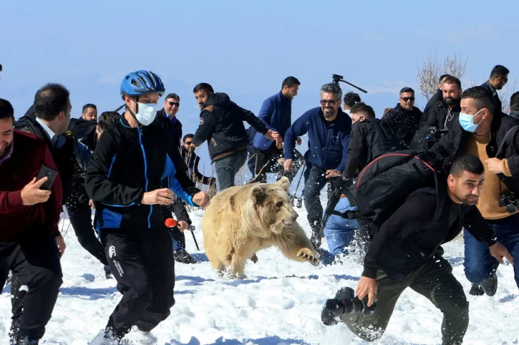 [VIDEO] Un grupo de osos atacó a una multitud de personas cuando eran liberados