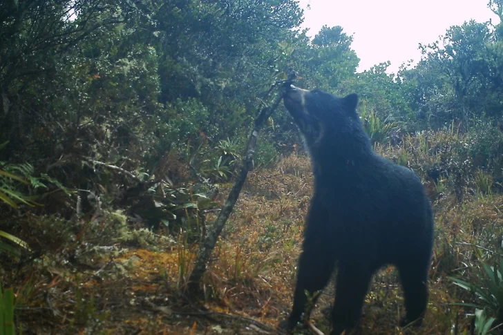 Encuentran en Venezuela dos cachorros del único oso autóctono de Sudamérica