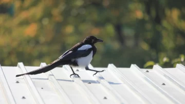 Una bebé de 5 meses fue atacada por una urraca y falleció Una bebé de 5 meses fue atacada por una urraca y falleció