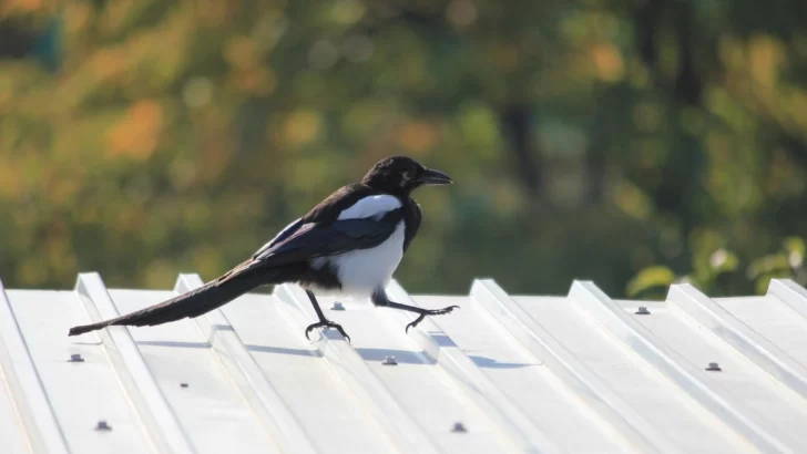 Una bebé de 5 meses fue atacada por una urraca y falleció Una bebé de 5 meses fue atacada por una urraca y falleció