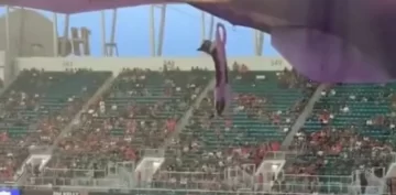 Fanáticos salvaron a un gato de una impresionante caída con una bandera de EEUU Fanáticos salvaron a un gato de una impresionante caída con una bandera de EEUU