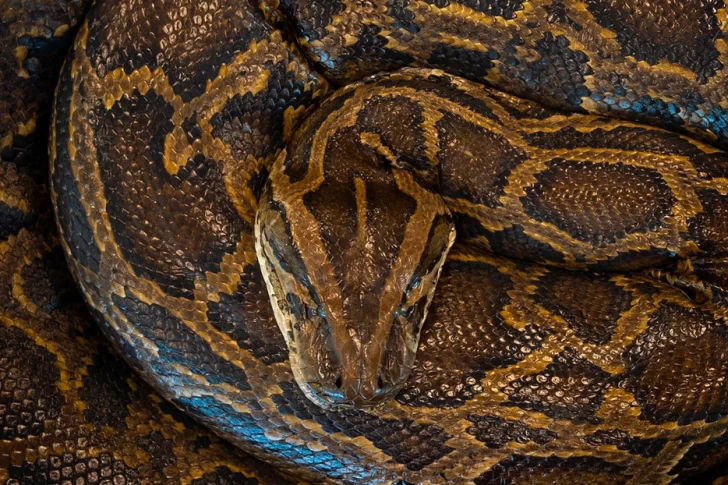 Hallan la pitón más grande de una región de EEUU con los huesos de su última presa dentro