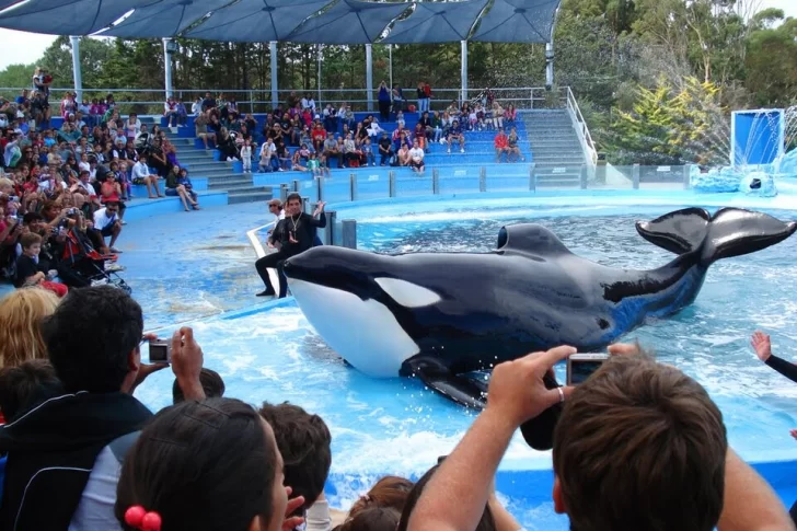 Llega al Senado un proyecto de ley para prohibir espectáculos con animales en cautiverio Llega al Senado un proyecto de ley para prohibir espectáculos con animales en cautiverio