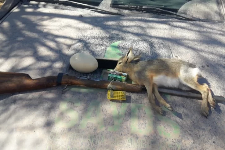Decomisaron una liebre muerta, varias trampas y un arma destinada a la caza furtiva
