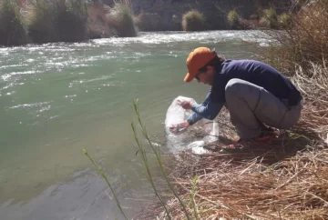 Sembraron cuatro mil truchas en el río Jáchal Sembraron cuatro mil truchas en el río Jáchal