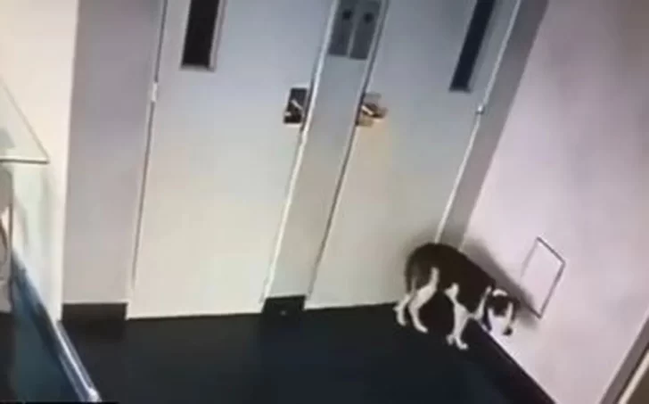 Torturó a su perra en el hall del edificio, los vecinos lo denunciaron y quedó detenido