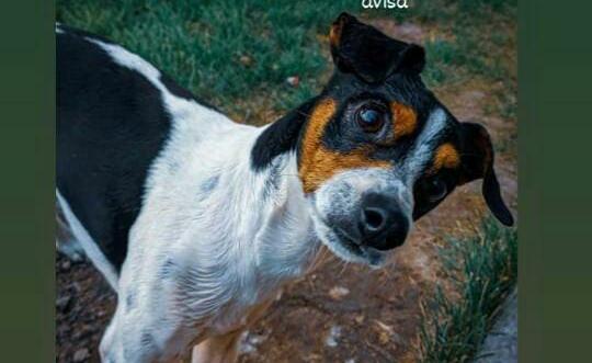 Buscan desesperadamente a Fermín: ofrecen recompensa