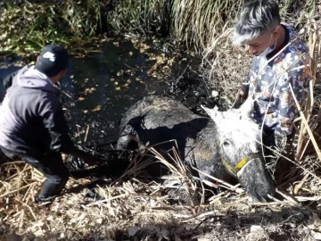 Bomberos rescataron a un caballo que quedó atrapado en un canal Bomberos rescataron a un caballo que quedó atrapado en un canal