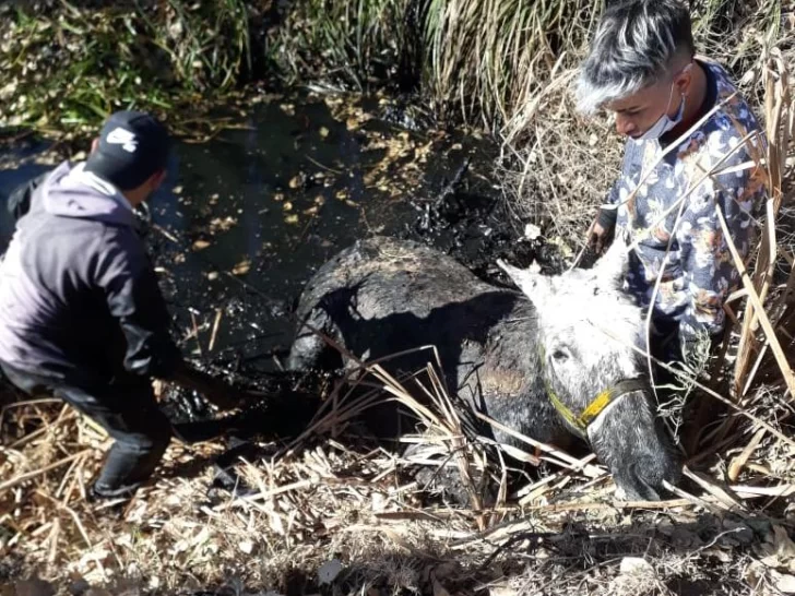 Bomberos rescataron a un caballo que quedó atrapado en un canal Bomberos rescataron a un caballo que quedó atrapado en un canal