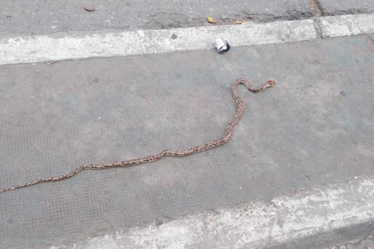 La cuarentena hizo salir a las víboras a la calle