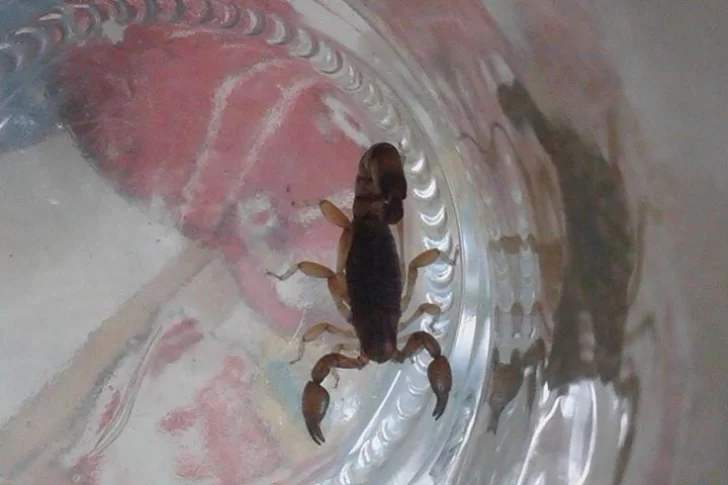 Denuncian la aparición de alacrán en escuela céntrica