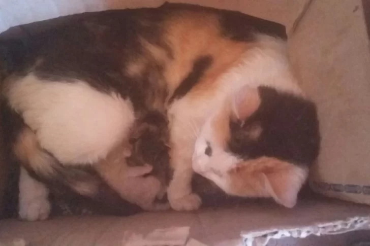 Conmoción en Las Casuarinas: nació un gatito con dos cabezas