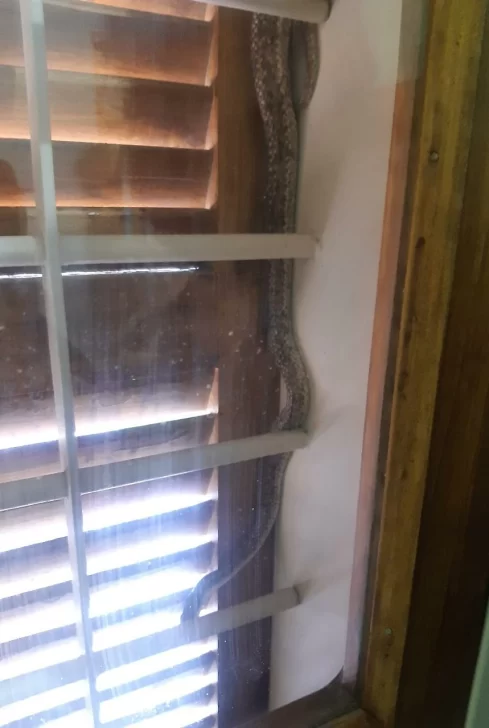 Terrorífico: hallaron una enorme serpiente enroscada en la ventana de una casa Terrorífico: hallaron una enorme serpiente enroscada en la ventana de una casa