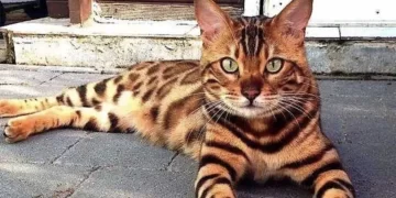 Qué significa cada color de los gatos y qué tiene que ver con su personalidad Qué significa cada color de los gatos y qué tiene que ver con su personalidad