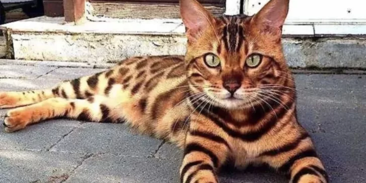 Qué significa cada color de los gatos y qué tiene que ver con su personalidad Qué significa cada color de los gatos y qué tiene que ver con su personalidad