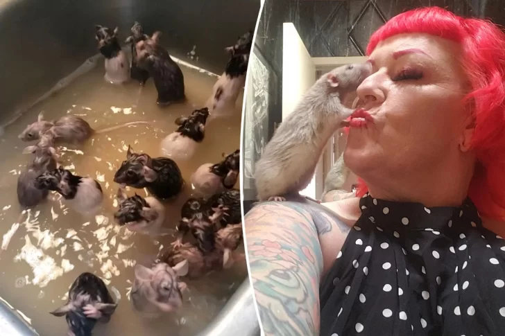 Tiene 50 ratas, son sus “bebés” y las baña en la pileta de la cocina Tiene 50 ratas, son sus “bebés” y las baña en la pileta de la cocina