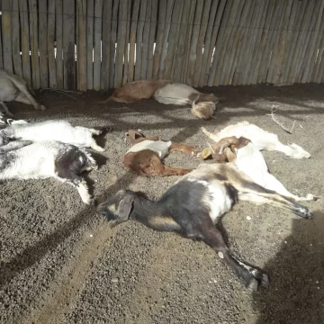 Puesteros denuncian que se les murió el 30% de sus animales por falta de agua en lo que va del año Puesteros denuncian que se les murió el 30% de sus animales por falta de agua en lo que va del año