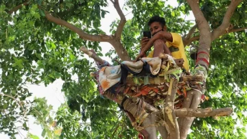 Vivió durante 11 días en un árbol para no contagiar a su familia de coronavirus Vivió durante 11 días en un árbol para no contagiar a su familia de coronavirus