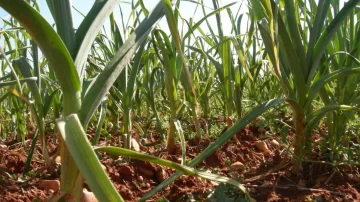 La AFIP incautó 360 toneladas de ajo, maíz y soja en Mendoza y Salta La AFIP incautó 360 toneladas de ajo, maíz y soja en Mendoza y Salta