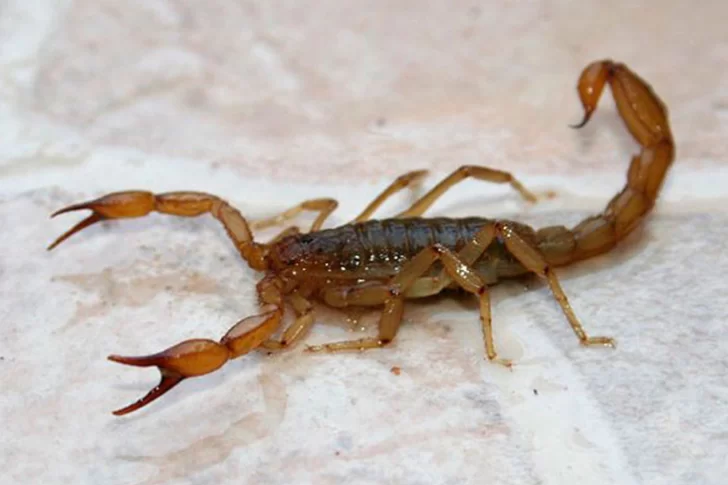 Alacranes, los enemigos silenciosos en el verano: cómo evitar las picaduras