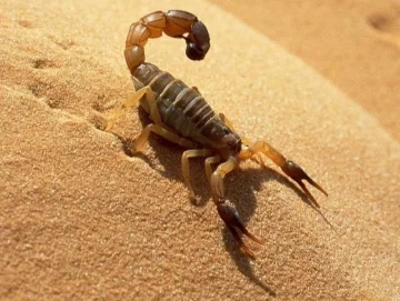 Nena de 10 años fue picada por un alacrán en una playa de Mar del Plata Nena de 10 años fue picada por un alacrán en una playa de Mar del Plata