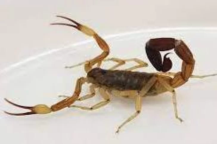 Murió un niño de cuatro años por la picadura de un alacrán