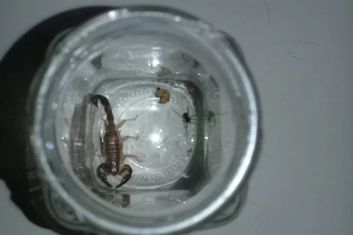 Una beba de dos años fue picada por un alacrán y debió recibir asistencia en el hospital