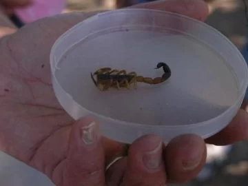 Un niño de 7 años fue picado por un alacrán y fue hospitalizado Un niño de 7 años fue picado por un alacrán y fue hospitalizado