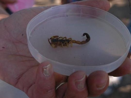 Un niño de 7 años fue picado por un alacrán y fue hospitalizado Un niño de 7 años fue picado por un alacrán y fue hospitalizado