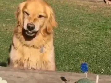 Un perro festejó su cumpleaños pero se negó a compartir la torta y fue furor en las redes Un perro festejó su cumpleaños pero se negó a compartir la torta y fue furor en las redes
