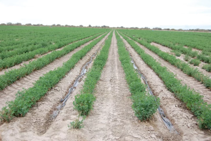 Para optimizar el riego habrá un crédito de hasta $3 millones, tasa del 9,9% y a 36 meses