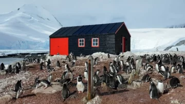 Antártida: pagan hasta US$2.300 mensuales por ayudar a contar pingüinos Antártida: pagan hasta US$2.300 mensuales por ayudar a contar pingüinos