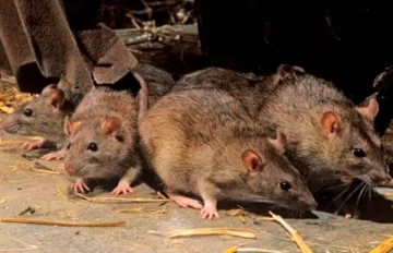 Bariloche: confirman el primer caso de hantavirus en pleno repunte de casos de coronavirus Bariloche: confirman el primer caso de hantavirus en pleno repunte de casos de coronavirus