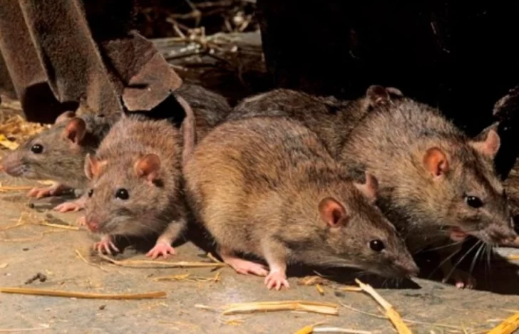 Bariloche: confirman el primer caso de hantavirus en pleno repunte de casos de coronavirus Bariloche: confirman el primer caso de hantavirus en pleno repunte de casos de coronavirus