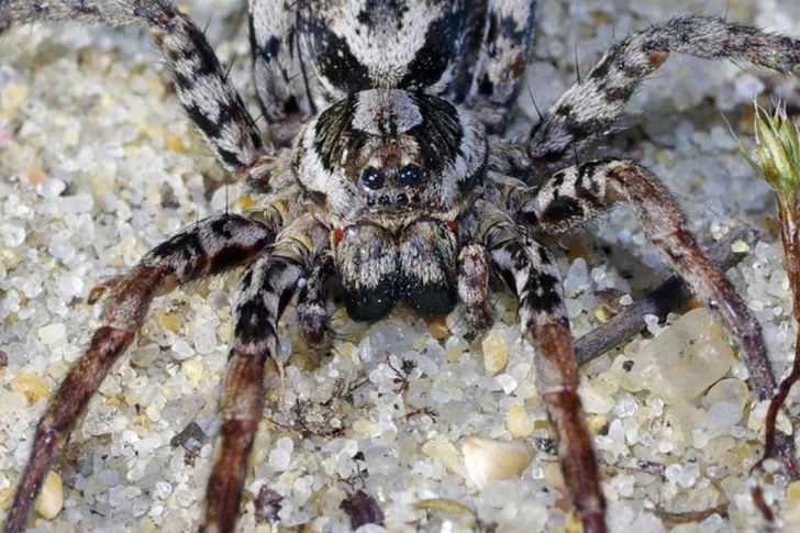 Hallan una “araña zorro” capaz de picar y disolver los órganos de su presa Hallan una “araña zorro” capaz de picar y disolver los órganos de su presa